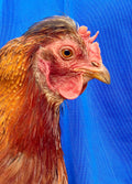 Chicken Photo