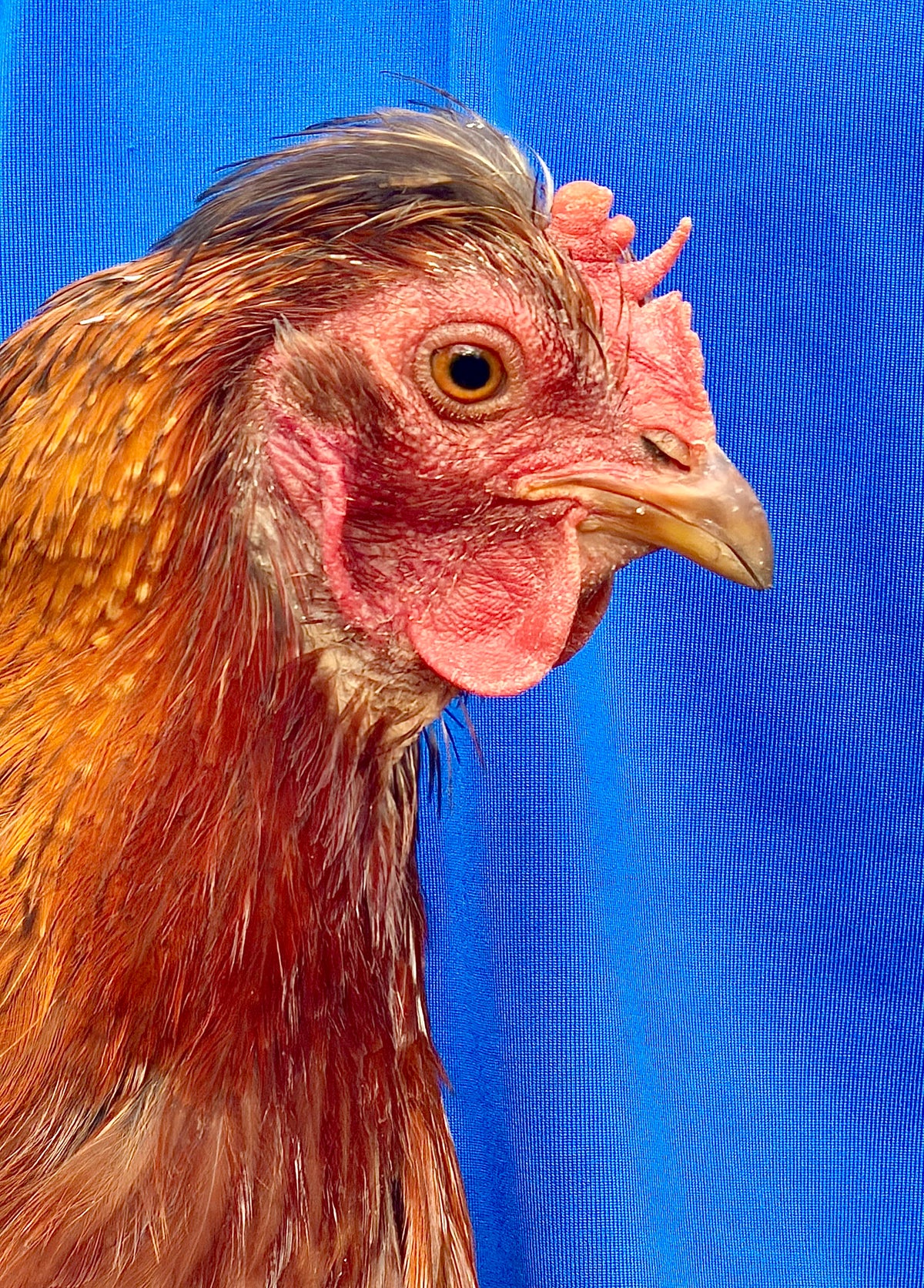 Chicken Photo